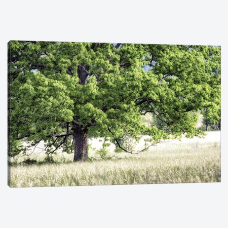 Tree In Summer Canvas Print #DNY30} by Danny Head Canvas Art