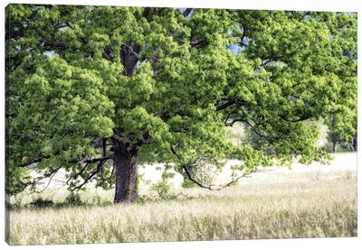 Tree In Summer Canvas Art Print - Field, Grassland & Meadow Art