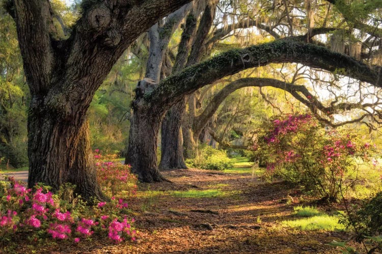 Under The Live Oaks I