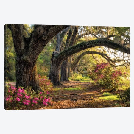 Under The Live Oaks I Canvas Print #DNY32} by Danny Head Canvas Art