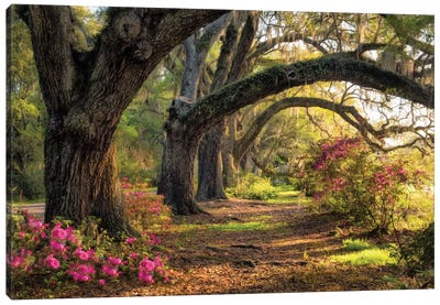 Under The Live Oaks I Canvas Art Print - Oak Trees