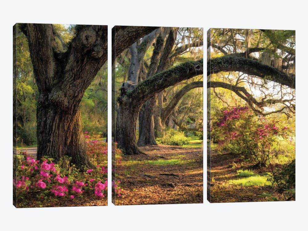 Under The Live Oaks I by Danny Head 3-piece Canvas Wall Art