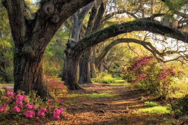 Oak Trees: Under The Live Oaks I by Danny Head