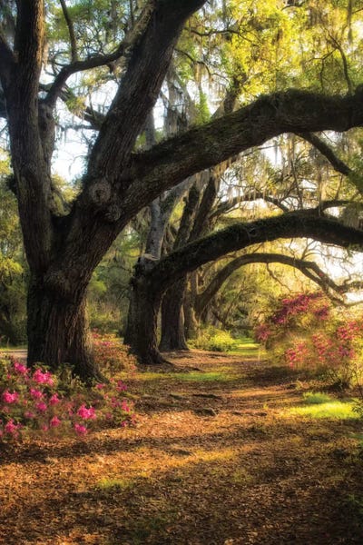Under The Live Oaks II by Danny Head canvas print