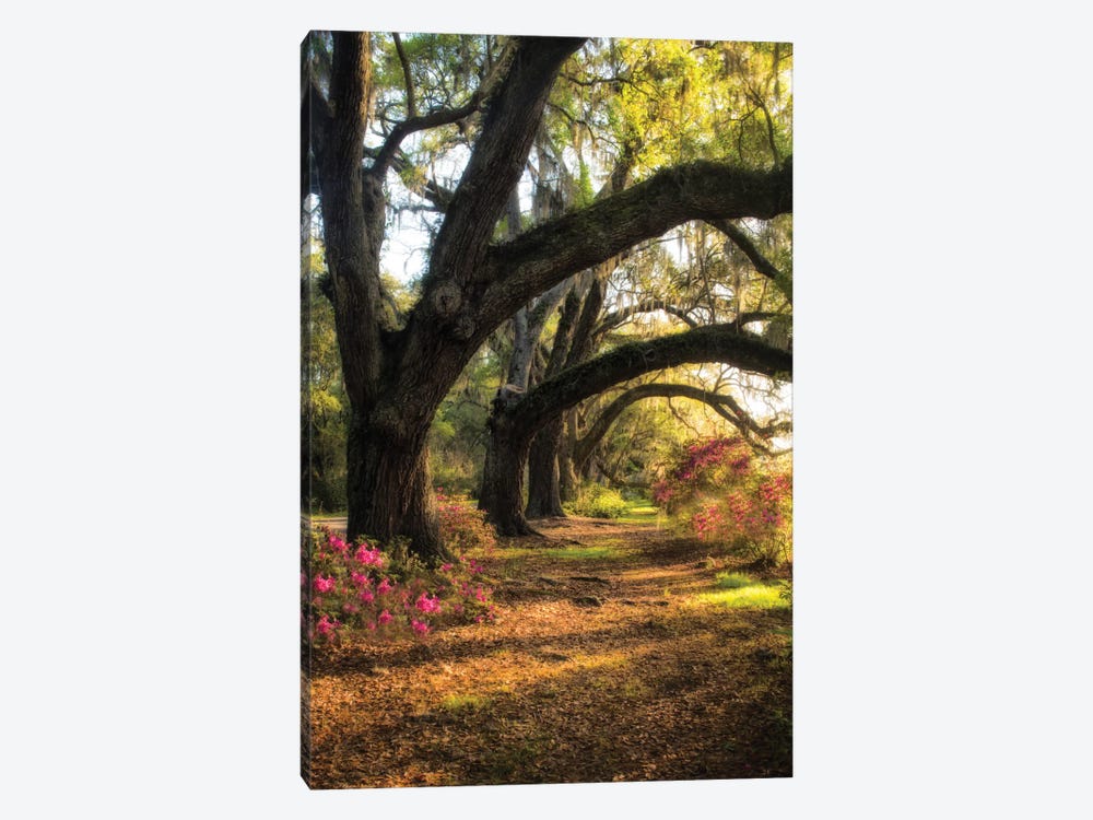 Under The Live Oaks II by Danny Head 1-piece Canvas Print