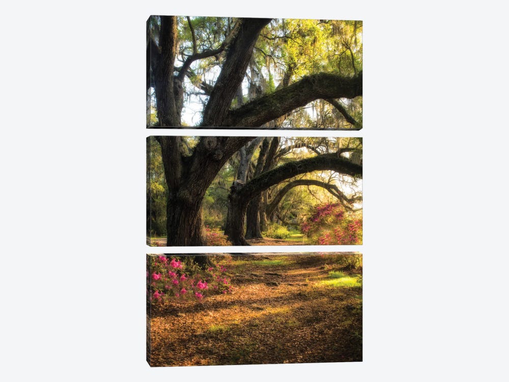 Under The Live Oaks II by Danny Head 3-piece Canvas Print