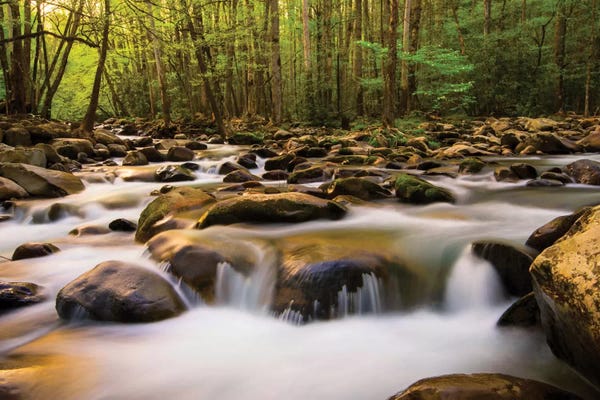 Danny Head: Warm Morning Light by Danny Head