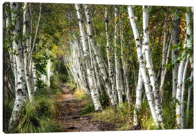A Walk Through The Birch Trees Canvas Art Print - Photography Art