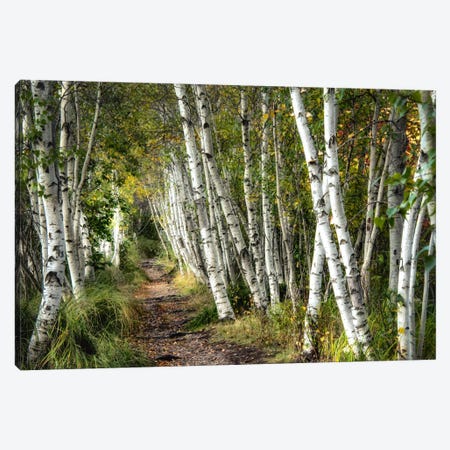 A Walk Through The Birch Trees Canvas Print #DNY39} by Danny Head Canvas Artwork