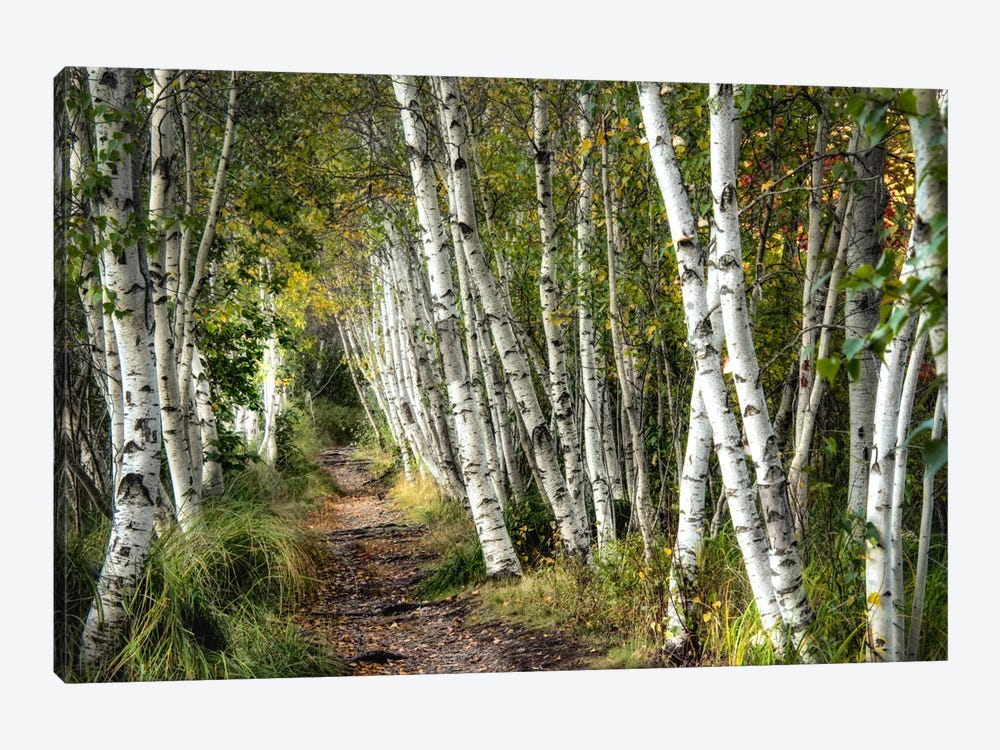 A Walk Through The Birch Trees Canvas Wall Art By Danny Head | Icanvas