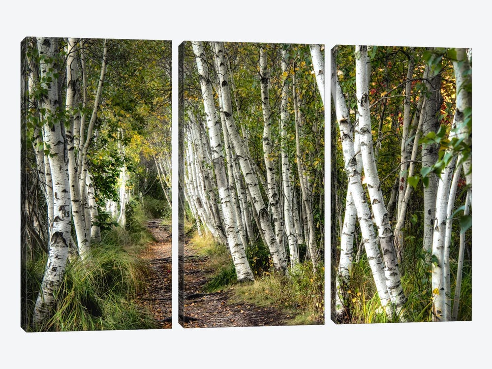 A Walk Through The Birch Trees by Danny Head 3-piece Canvas Print