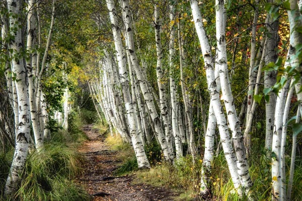 Birch Trees: A Walk Through The Birch Trees by Danny Head