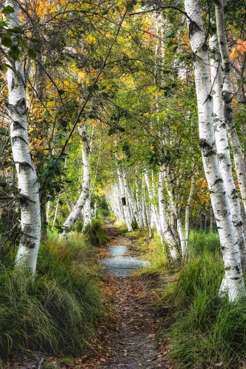 Birch Path I