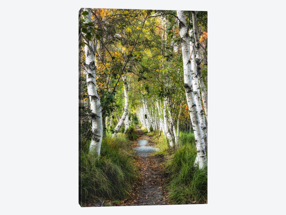 Birch Path I by Danny Head 1-piece Art Print