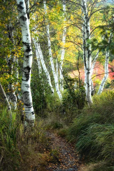 Danny Head: Birch Path III by Danny Head