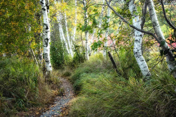 Birch Trees & Tall Grass