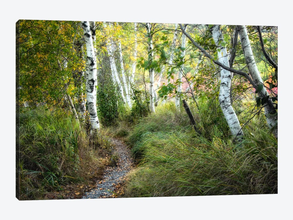 Birch Trees & Tall Grass by Danny Head 1-piece Canvas Print
