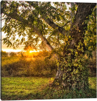 Calling It A Day Canvas Art Print - Country Scenic Photography