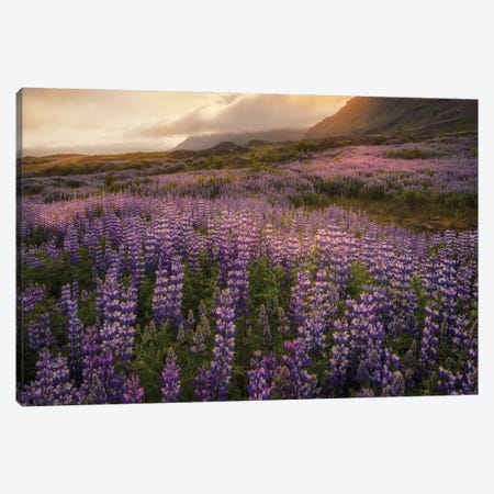 Field Of Lupines Canvas Print #DNY63} by Danny Head Canvas Art Print