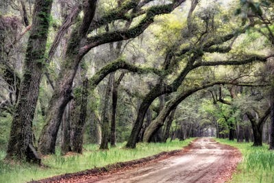 Dirt Road II by Danny Head metal wall art
