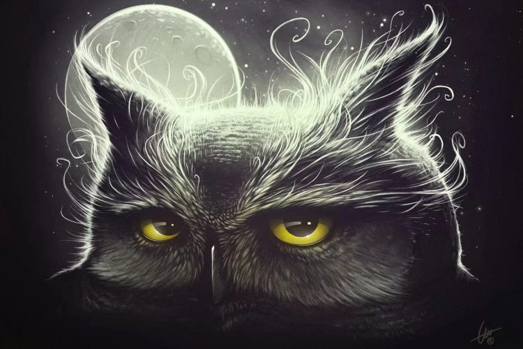 Owl And The Moon