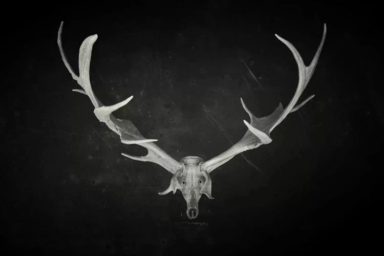 Dead King by Dr. Lukas Brezak wall art