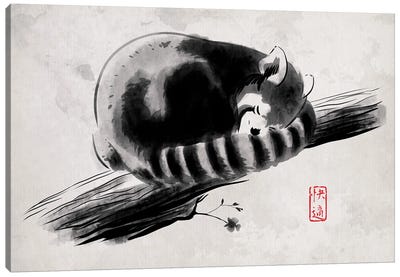 Comfortable Branch Canvas Art Print - Red Panda Art