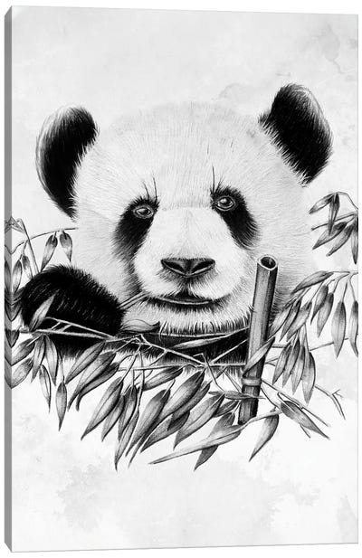Eating Panda Canvas Art Print - Panda Art