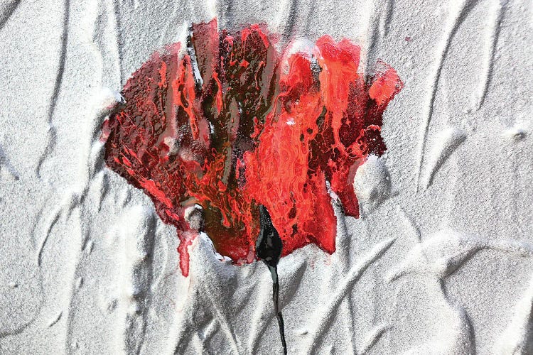 Fiore by Donatella Marraoni wall art