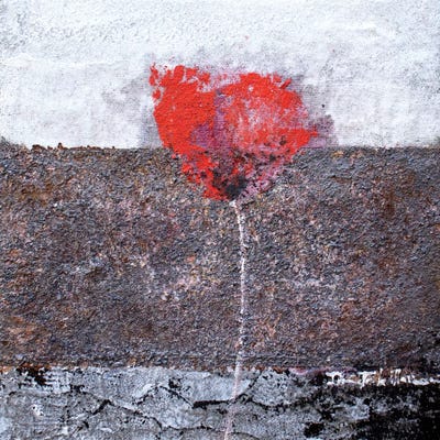 Solitary Poppy by Donatella Marraoni framed canvas print