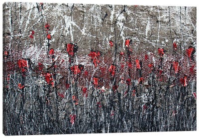 Poppies Memories Canvas Art Print - Donatella Marraoni