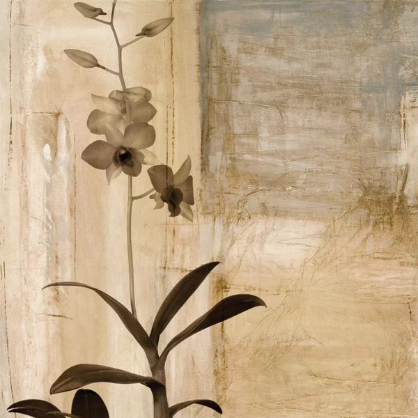 Orchids: Shadow Dance I by Chris Donovan