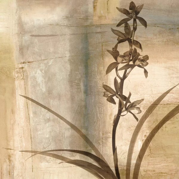 Orchids: Shadow Dance II by Chris Donovan