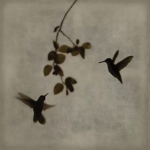 Chris Donovan: Dance In Flight II by Chris Donovan