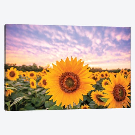 Sunflower Sunset Canvas Print #DOQ13} by Donnie Quillen Canvas Print
