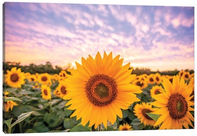 Sunflower Sunset Canvas Art Print