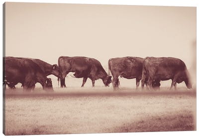 Cattle Row Canvas Art Print - Sepia Photography
