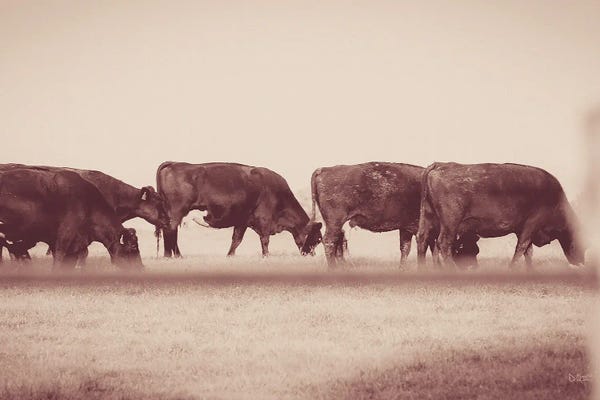 Sepia Photography: Cattle Row by Donnie Quillen