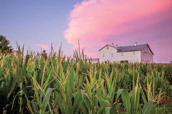 Corn Crop