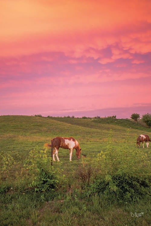 Horse At Sunset
