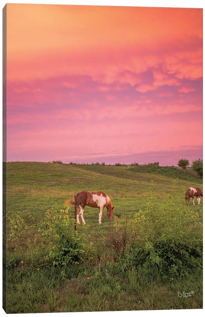 Horse At Sunset Canvas Art Print - Wide Open Spaces
