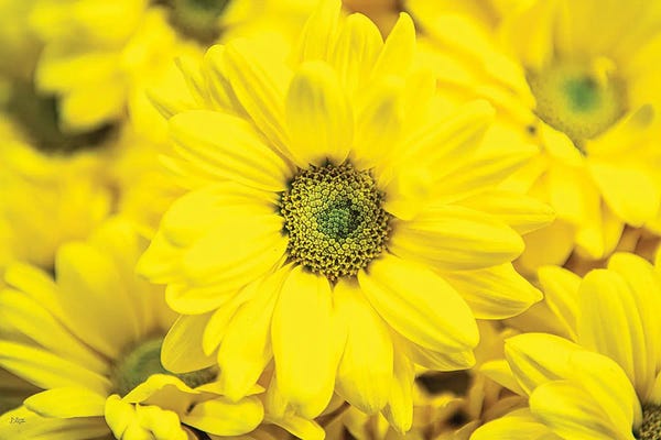 Daisies: Floral Pop V by Donnie Quillen
