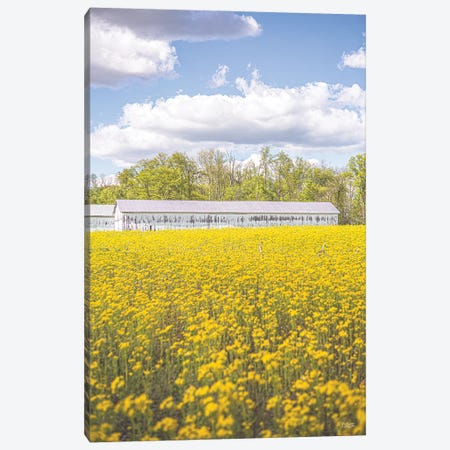 Field Of Yellow I Canvas Print #DOQ42} by Donnie Quillen Canvas Artwork
