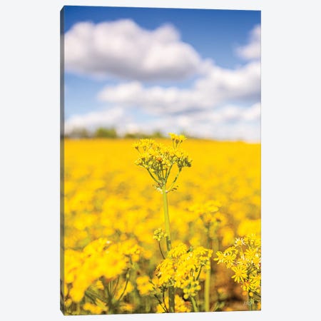 Field Of Yellow III Canvas Print #DOQ43} by Donnie Quillen Canvas Art