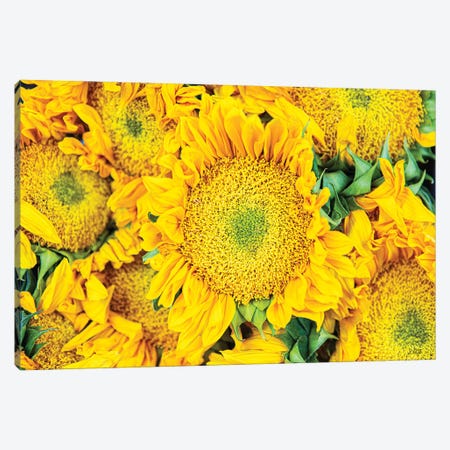 Sunflower Summer Canvas Print #DOQ44} by Donnie Quillen Canvas Art Print