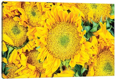 Sunflower Summer Canvas Art Print