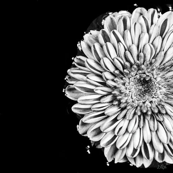 Black & White Florals: Black And White Love II by Donnie Quillen