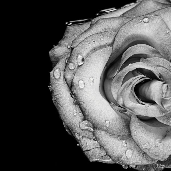 Black & White Florals: Lost Love by Donnie Quillen