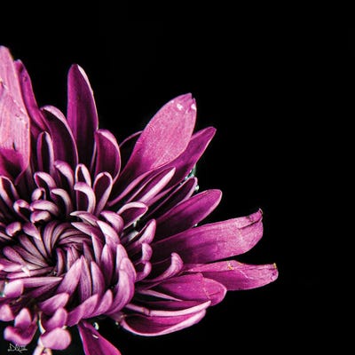 Love Intertwined I by Donnie Quillen canvas print