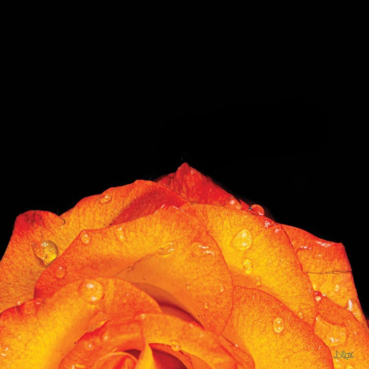 Orange Petals